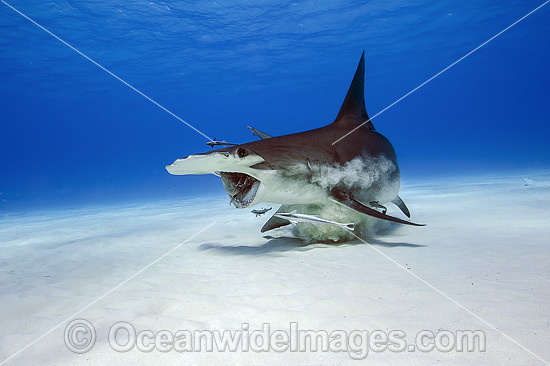 Great Hammerhead Shark (Sphyrna mokarran). Found throughout the world in tropical and warm temperate waters. Feeds on crustaceans, cephalopods, bony fishes, rays and smaller sharks. Photo taken at South Bimini, Bahamas, North Atlantic Ocean. Endangered. Photo - Michael Patrick O'Neill Great Hammerhead Shark (Sphyrna mokarran). Found throughout the world in tropical and warm temperate waters. Feeds on crustaceans, cephalopods, bony fishes, rays and smaller sharks. Photo taken at South Bimini, Bahamas, North Atlantic Ocean. Endangered. Photo - Michael Patrick O'Neill