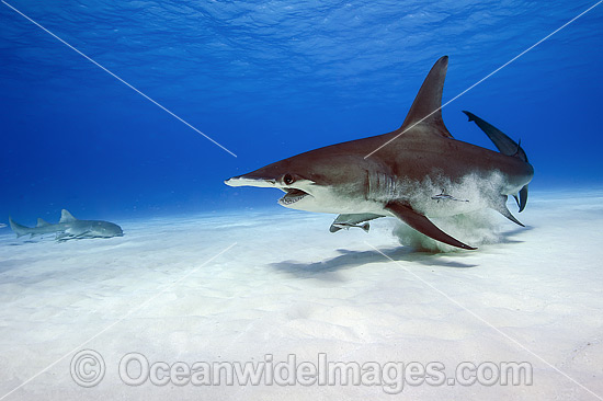 Great Hammerhead Shark (Sphyrna mokarran). Found throughout the world in tropical and warm temperate waters. Feeds on crustaceans, cephalopods, bony fishes, rays and smaller sharks. Photo taken at South Bimini, Bahamas, North Atlantic Ocean. Endangered. Photo - Michael Patrick O'Neill Great Hammerhead Shark (Sphyrna mokarran). Found throughout the world in tropical and warm temperate waters. Feeds on crustaceans, cephalopods, bony fishes, rays and smaller sharks. Photo taken at South Bimini, Bahamas, North Atlantic Ocean. Endangered. Photo - Michael Patrick O'Neill
