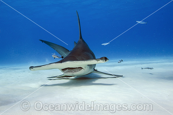 Great Hammerhead Shark (Sphyrna mokarran). Found throughout the world in tropical and warm temperate waters. Feeds on crustaceans, cephalopods, bony fishes, rays and smaller sharks. Photo taken at South Bimini, Bahamas, North Atlantic Ocean. Endangered. Photo - Michael Patrick O'Neill Great Hammerhead Shark (Sphyrna mokarran). Found throughout the world in tropical and warm temperate waters. Feeds on crustaceans, cephalopods, bony fishes, rays and smaller sharks. Photo taken at South Bimini, Bahamas, North Atlantic Ocean. Endangered. Photo - Michael Patrick O'Neill