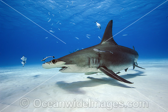 Great Hammerhead Shark (Sphyrna mokarran). Found throughout the world in tropical and warm temperate waters. Feeds on crustaceans, cephalopods, bony fishes, rays and smaller sharks. Photo taken at South Bimini, Bahamas, North Atlantic Ocean. Endangered. Photo - Michael Patrick O'Neill Great Hammerhead Shark (Sphyrna mokarran). Found throughout the world in tropical and warm temperate waters. Feeds on crustaceans, cephalopods, bony fishes, rays and smaller sharks. Photo taken at South Bimini, Bahamas, North Atlantic Ocean. Endangered. Photo - Michael Patrick O'Neill
