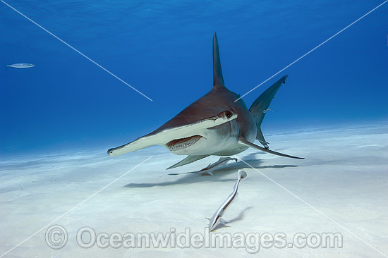 Great Hammerhead Shark (Sphyrna mokarran). Found throughout the world in tropical and warm temperate waters. Feeds on crustaceans, cephalopods, bony fishes, rays and smaller sharks. Photo taken at South Bimini, Bahamas, North Atlantic Ocean. Endangered. Photo - Michael Patrick O'Neill Great Hammerhead Shark (Sphyrna mokarran). Found throughout the world in tropical and warm temperate waters. Feeds on crustaceans, cephalopods, bony fishes, rays and smaller sharks. Photo taken at South Bimini, Bahamas, North Atlantic Ocean. Endangered. Photo - Michael Patrick O'Neill