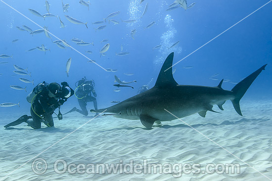 Great Hammerhead Shark & Diver photo