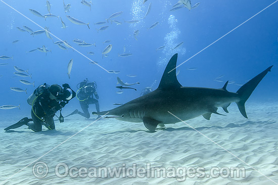 Great Hammerhead Shark & Diver photo Great Hammerhead Shark & Diver photo