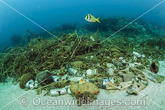 Porkfish (Anisotremus virginicus), swimming over garbage dumped on a reef off Palm Beach County, Florida, USA. Photo - Michael Patrick O'Neill Porkfish (Anisotremus virginicus), swimming over garbage dumped on a reef off Palm Beach County, Florida, USA. Photo - Michael Patrick O'Neill
