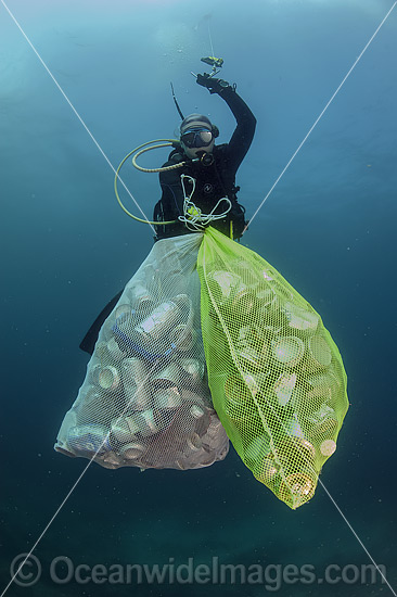 Scuba Diver with collected cans and garbage dumped on a coral reef offshore Palm Beach, Florida, USA. Photo - Michael Patrick O'Neill Scuba Diver with collected cans and garbage dumped on a coral reef offshore Palm Beach, Florida, USA. Photo - Michael Patrick O'Neill