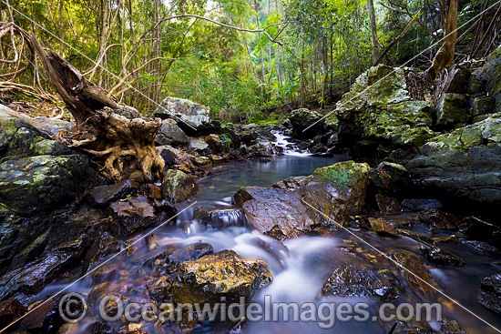 Rainforest Stream, situated in Sherwood Nature Reserve, Mid North Coast near Woolgoolga, New South Wales, Australia. Photo - Gary Bell