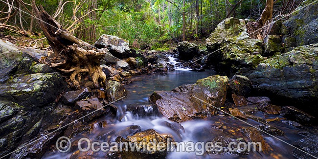 Rainforest Stream, situated in Sherwood Nature Reserve, Mid North Coast near Woolgoolga, New South Wales, Australia. Photo - Gary Bell