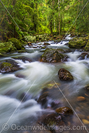 Springbrook National Park photo Springbrook National Park photo