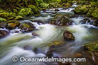 Springbrook National Park Photo - Gary Bell