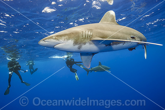 Divers with Oceanic Whitetip Shark (Carcharhinus longimanus). This pelagic shark is an aggressive species and is found worldwide in tropical and temperate seas. Photo was taken offshore Cat Island, Bahamas, Atlantic Ocean. Endangered on the IUCN Red List. Photo - Michael Patrick O'Neill
