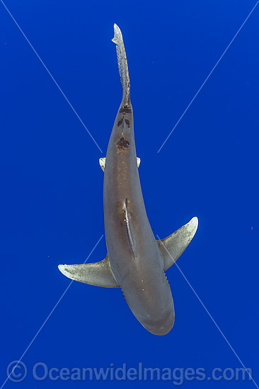 Oceanic Whitetip Shark photo