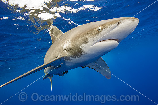 Oceanic Whitetip Shark (Carcharhinus longimanus). This pelagic shark is an aggressive species and is found worldwide in tropical and temperate seas. Photo was taken offshore Cat Island, Bahamas, Atlantic Ocean.Classified Endangered on the IUCN Red List. Photo - Michael Patrick O'Neill