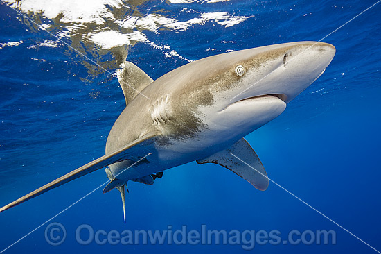Oceanic Whitetip Shark photo Oceanic Whitetip Shark photo