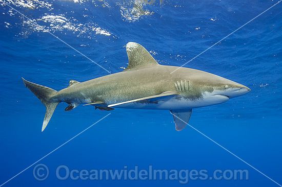 Oceanic Whitetip Shark photo Oceanic Whitetip Shark photo