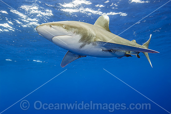 Oceanic Whitetip Shark photo Oceanic Whitetip Shark photo