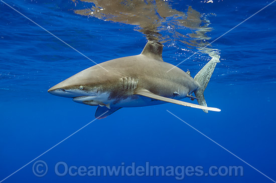 Oceanic Whitetip Shark photo Oceanic Whitetip Shark photo