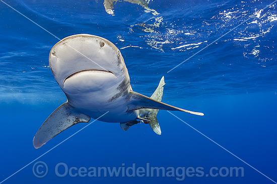 Oceanic Whitetip Shark (Carcharhinus longimanus). This pelagic shark is an aggressive species and is found worldwide in tropical and temperate seas. Photo was taken offshore Cat Island, Bahamas, Atlantic Ocean. Classified Endangered on the IUCN Red List. Photo - Michael Patrick O'Neill
