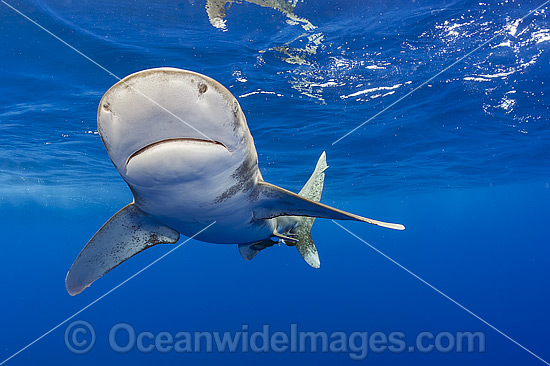 Oceanic Whitetip Shark photo Oceanic Whitetip Shark photo
