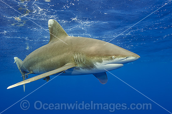 Oceanic Whitetip Shark photo Oceanic Whitetip Shark photo