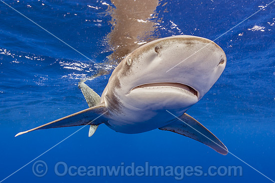 Oceanic Whitetip Shark photo