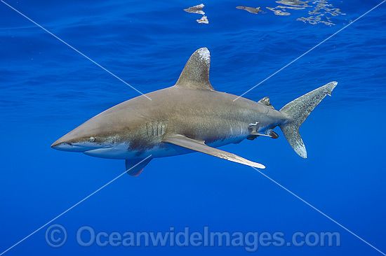 Oceanic Whitetip Shark photo Oceanic Whitetip Shark photo