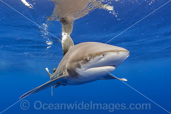 Oceanic Whitetip Shark photo Oceanic Whitetip Shark photo