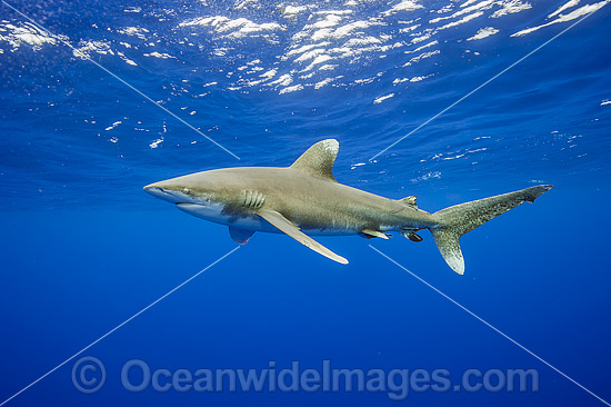 Oceanic Whitetip Shark photo Oceanic Whitetip Shark photo