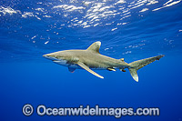 Oceanic Whitetip Shark Photo - Michael Patrick O'Neill