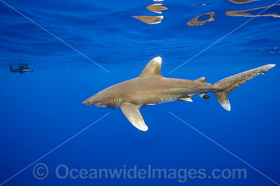 Diver with Oceanic Whitetip Shark photo Diver with Oceanic Whitetip Shark photo