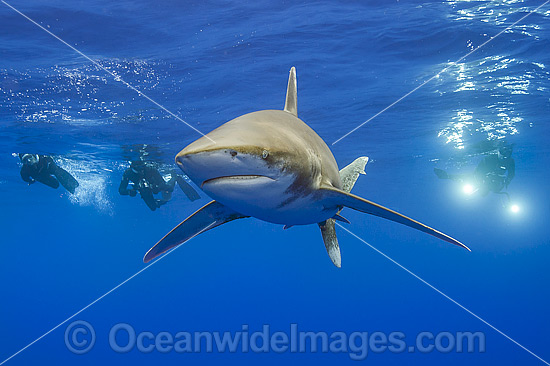 Divers with Oceanic Whitetip Shark photo