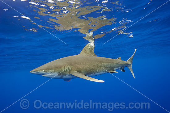 Diver with Oceanic Whitetip Shark (Carcharhinus longimanus). This pelagic shark is an aggressive species and is found worldwide in tropical and temperate seas. Photo was taken offshore Cat Island, Bahamas, Atlantic Ocean. Endangered on the IUCN Red List. Photo - Michael Patrick O'Neill Diver with Oceanic Whitetip Shark (Carcharhinus longimanus). This pelagic shark is an aggressive species and is found worldwide in tropical and temperate seas. Photo was taken offshore Cat Island, Bahamas, Atlantic Ocean. Endangered on the IUCN Red List. Photo - Michael Patrick O'Neill