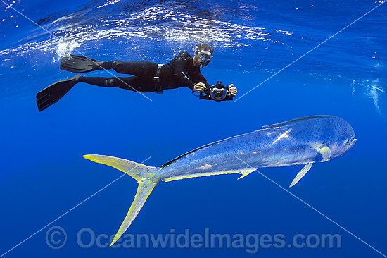 Diver observing a Dolphinfish (Coryphaena hippurus). Also known as Mahi mahi and Dorado. Found throughout the world in tropical and sub-tropical seas. A commercially sought after fish. Photo - Michael Patrick O'Neill