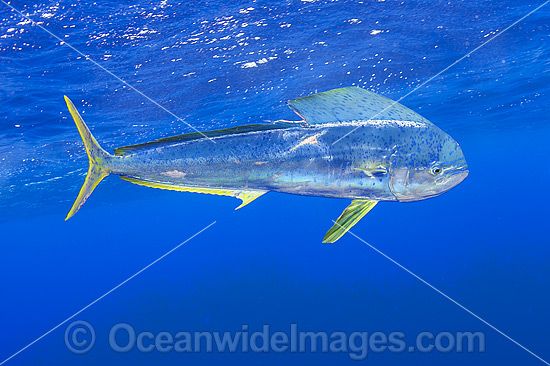Dolphinfish (Coryphaena hippurus). Also known as Mahi mahi and Dorado. Found throughout the world in tropical and sub-tropical seas. A commercially sought after fish. Photo - Michael Patrick O'Neill Dolphinfish (Coryphaena hippurus). Also known as Mahi mahi and Dorado. Found throughout the world in tropical and sub-tropical seas. A commercially sought after fish. Photo - Michael Patrick O'Neill