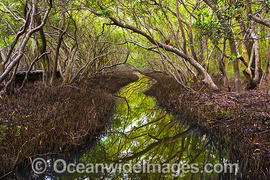 Mangroves Coffs Harbour photo