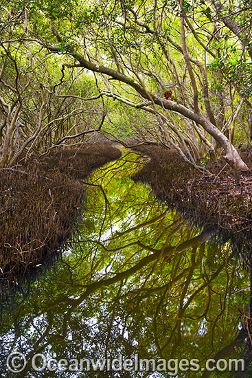Mangrove Forest Coffs Harbour photo