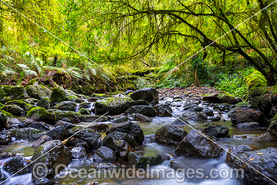 Gondwana Rainforest Stream photo