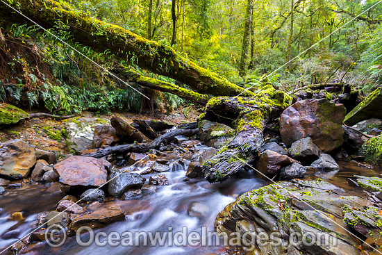 Gondwana Rainforest Stream photo Gondwana Rainforest Stream photo
