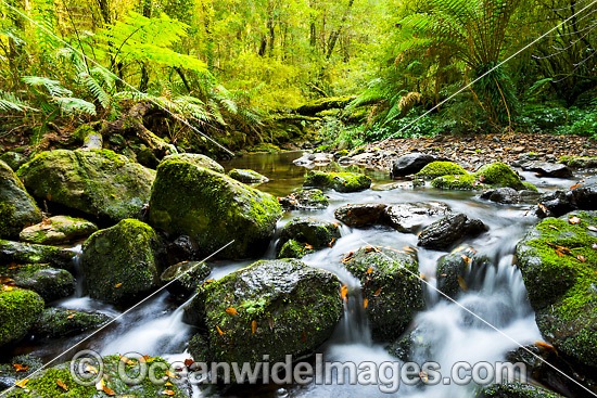 Gondwana Rainforest Stream photo