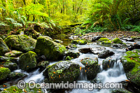 Gondwana Rainforest Stream Photo - Gary Bell