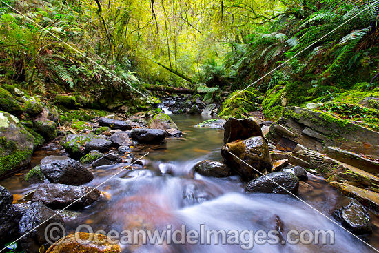 Gondwana Rainforest Stream photo Gondwana Rainforest Stream photo