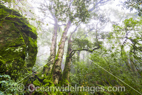 Antarctic Beech Forest in mist photo