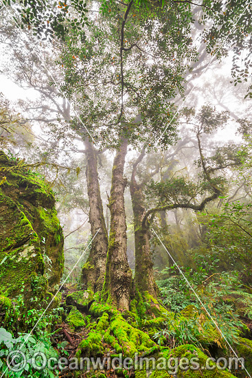 Antarctic Beech Forest in mist photo