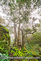 Antarctic Beech Forest in mist Photo - Gary Bell