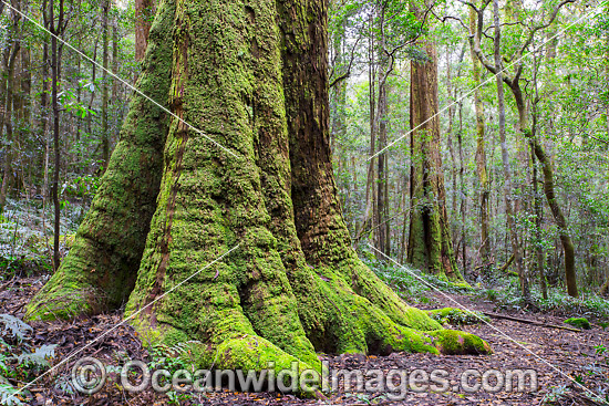 Moss covered Antarctic Beech Tree (Nothofagus moorei) in Gondwana Rainforest. New England World Heritage National Park, New South Wales, Australia. Photo - Gary Bell