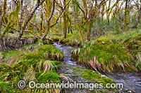 New England National Park Rainforest Photo - Gary Bell