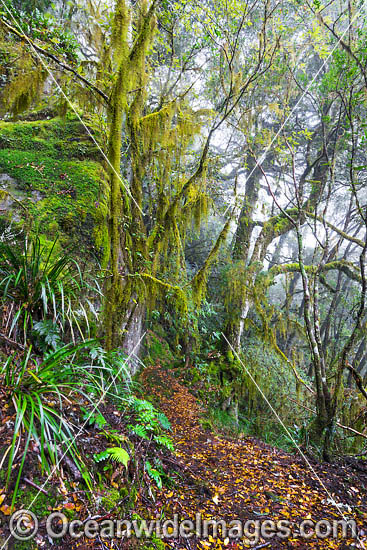 New England National Park Rainforest photo