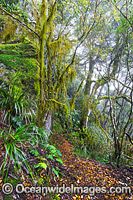 New England National Park Rainforest Photo - Gary Bell