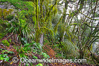 New England National Park Rainforest Photo - Gary Bell