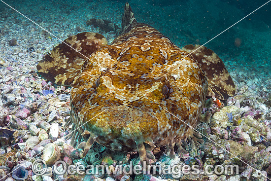 Banded Wobbegong Shark Orectolobus halei photo