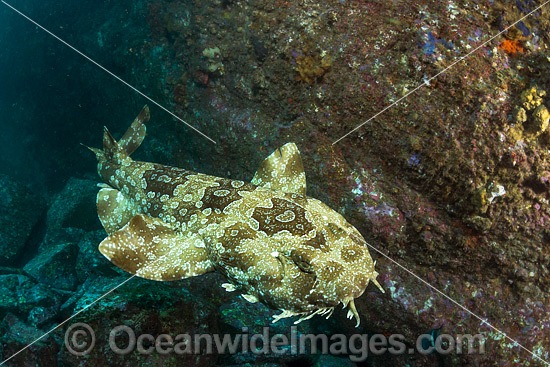 Spotted Wobbegong Shark (Orectolobus maculatus), swimming in mid water. Found in the eastern Indian Ocean from Western Australia to southern Queensland, Australia. Photo was taken at Solitary Islands, Coffs Harbour, New South Wales, Australia. Photo - Gary Bell
